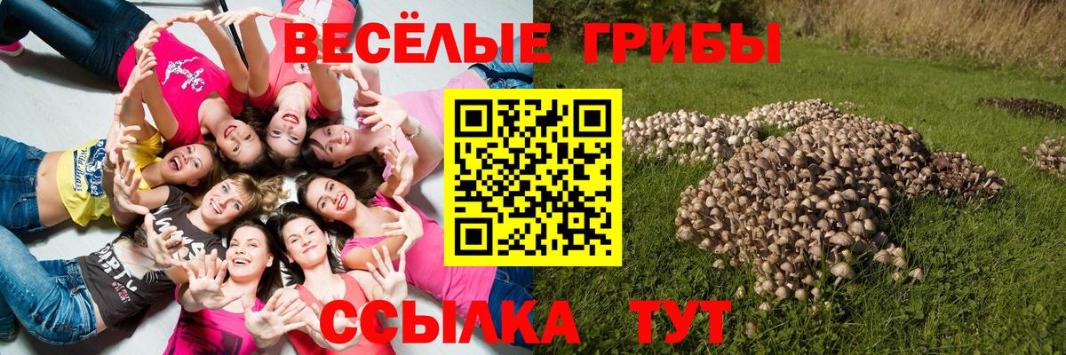 Кириши  Псилоцибиновые грибы Cubensis  Вход с VPN 